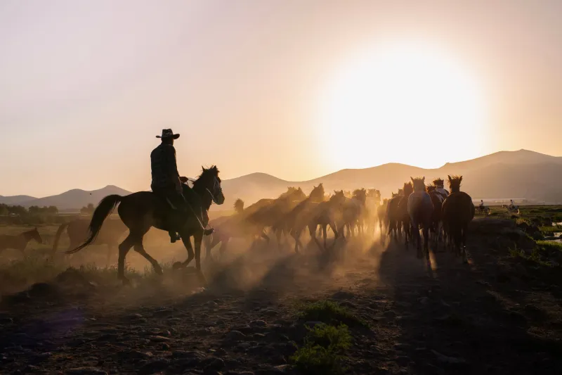 Cattle, Cameras, and a Crossroads: Montana's Guest Ranch Tradition Faces Its Reckoning