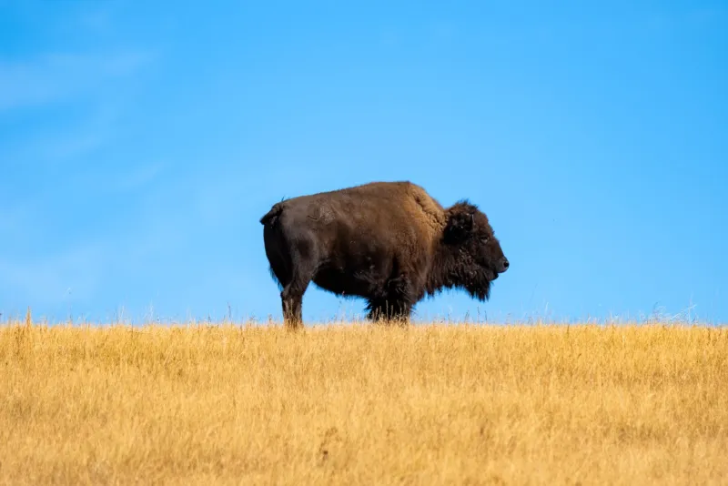 Buffalo Coming Home: Montana's Indigenous Nations Reclaim a Practice Older Than Memory