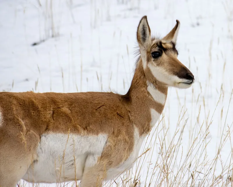 The Invisible Roads: Montana's Pronghorn Are Running Out of Room to Roam