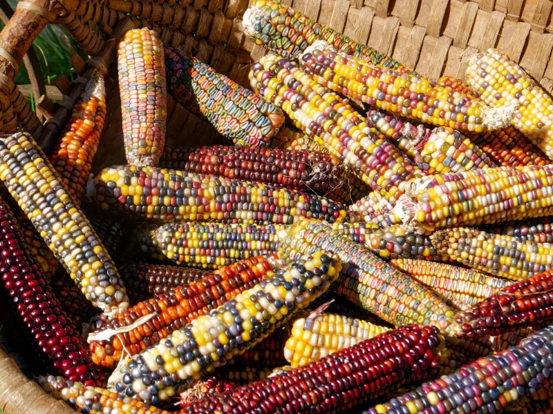Roots and Resistance: Montana's Seed Keepers Fight to Preserve What Industrial Agriculture Would Erase