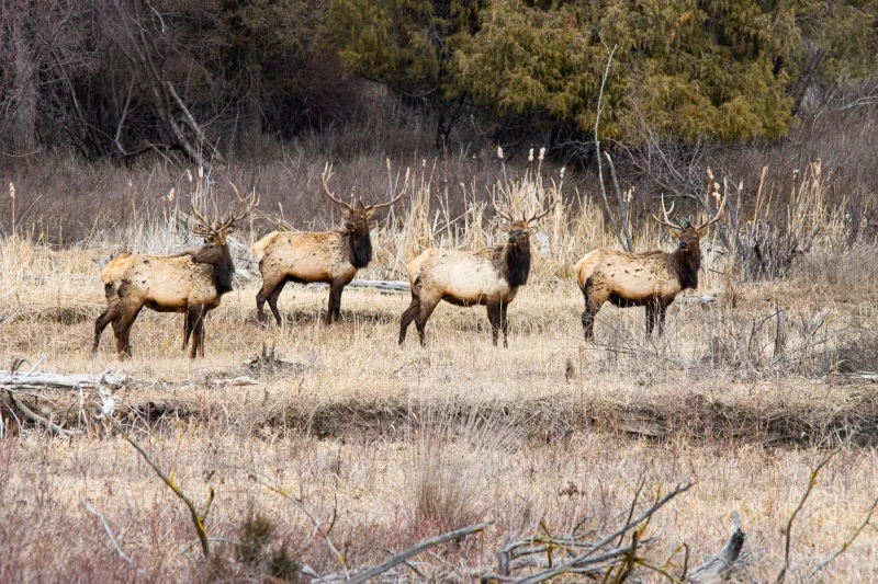 Guardians of the Land: Montana's Tribal Game Wardens Assert Sovereign Authority Over Wildlife