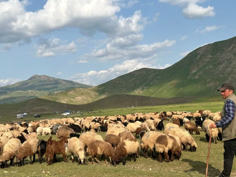 Wool and Memory: The Last Sheepherding Families of Montana's High Country